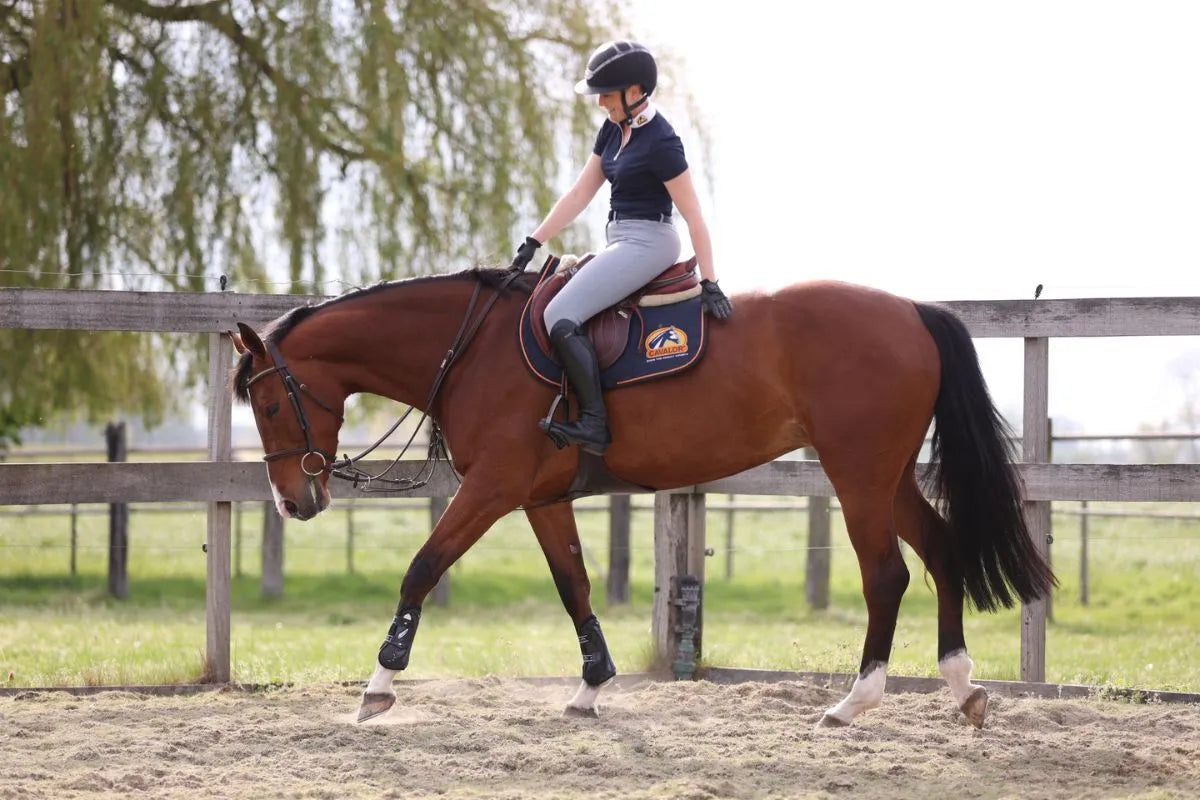 Three steps for optimal recovery in (performance) horses