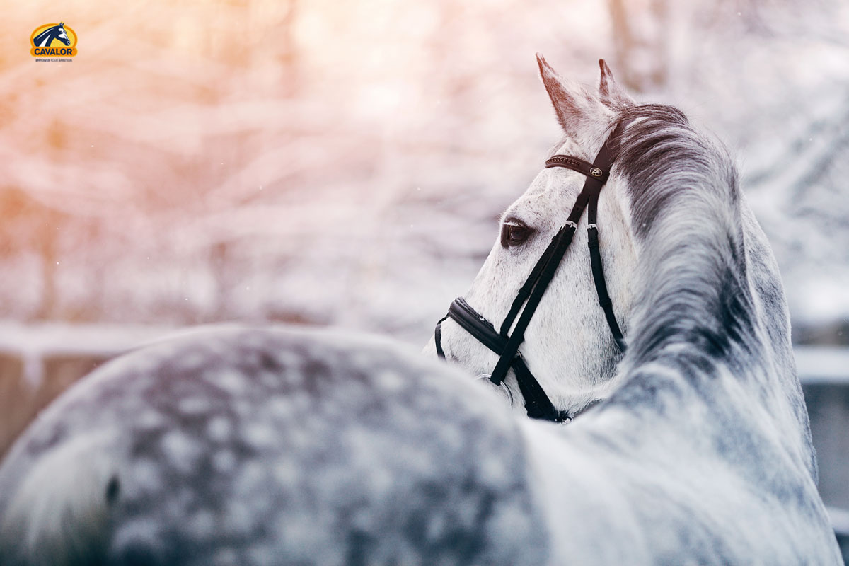 Caring for Your Horse's Coat over Winter - British Horse Feeds