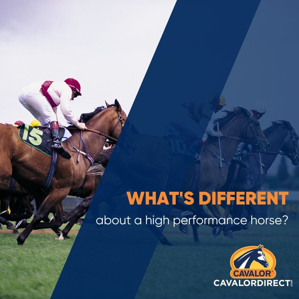 What's different about a high performance horse? Cavalor Direct